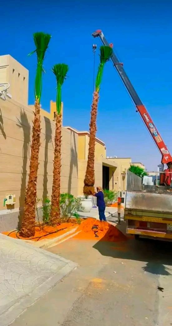 رافعة كرين ترفع نخلة طويلة لزراعتها بجانب سور فيلا مع صف نخيل مزروع حديثًا