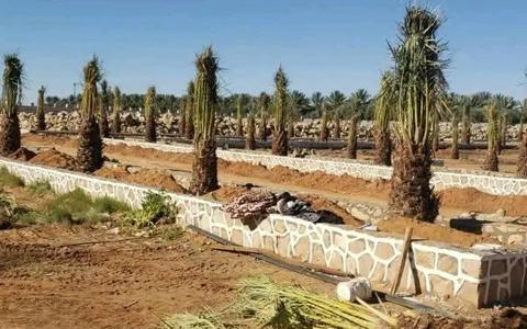 صفوف نخيل مزروعة حديثًا داخل أحواض بحواف حجرية مع فسائل جاهزة للغرس